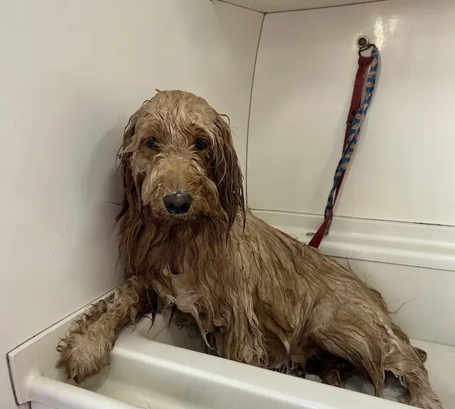 Cachorro de pelo comprido, todo molhado, dentro da banheira de banho