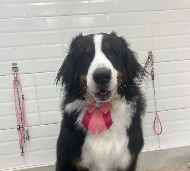 Bernese sentado, de laço rosa no pescoço