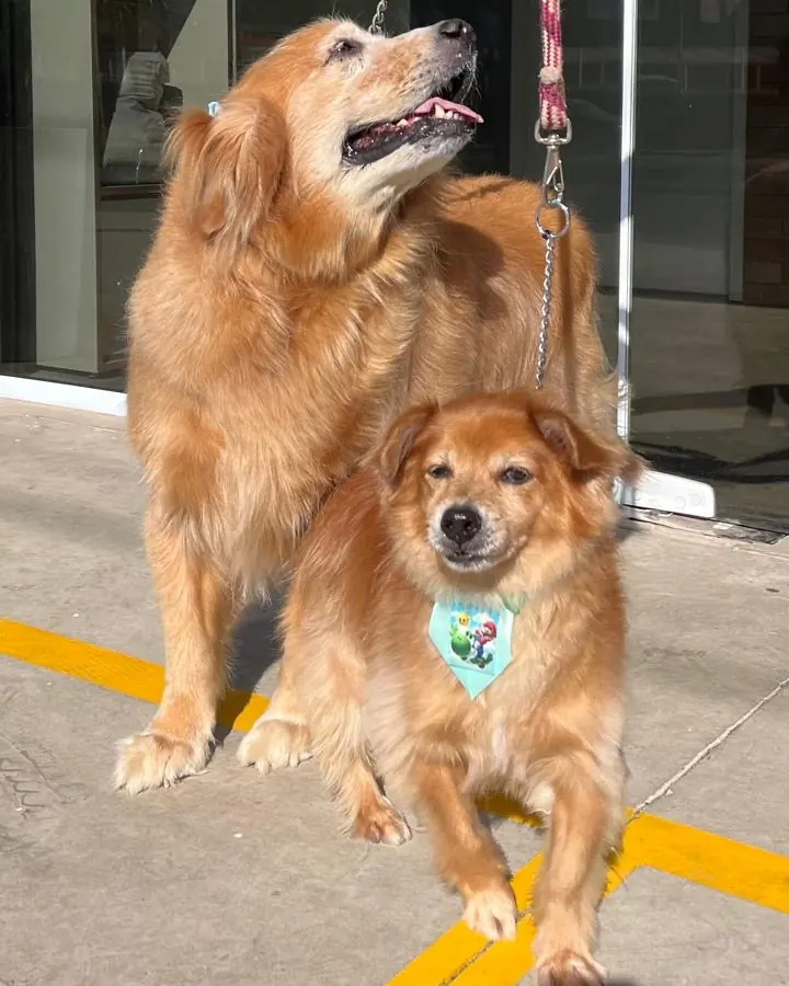 Dois cachorros caramelo na calçada, o menor de bandana turquesa