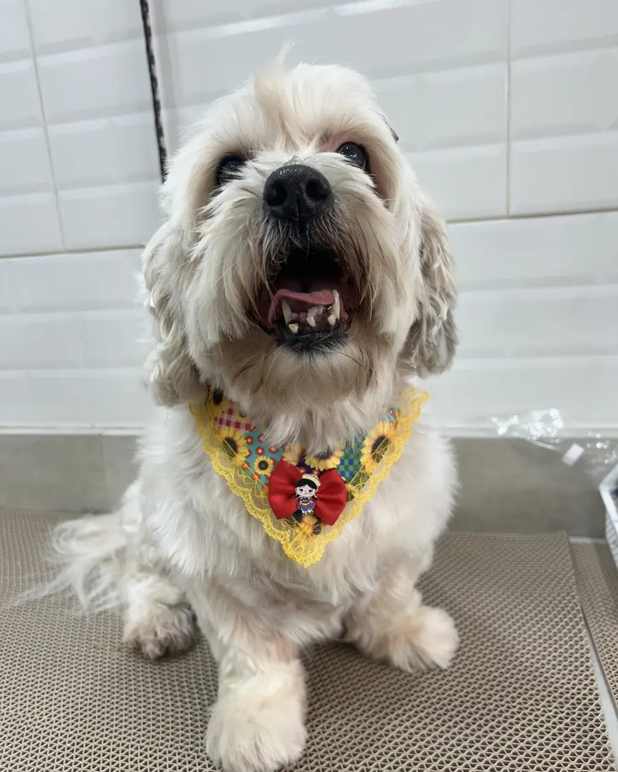 Cachorro de pelo branco com bandana de girassóis e laço vermelho