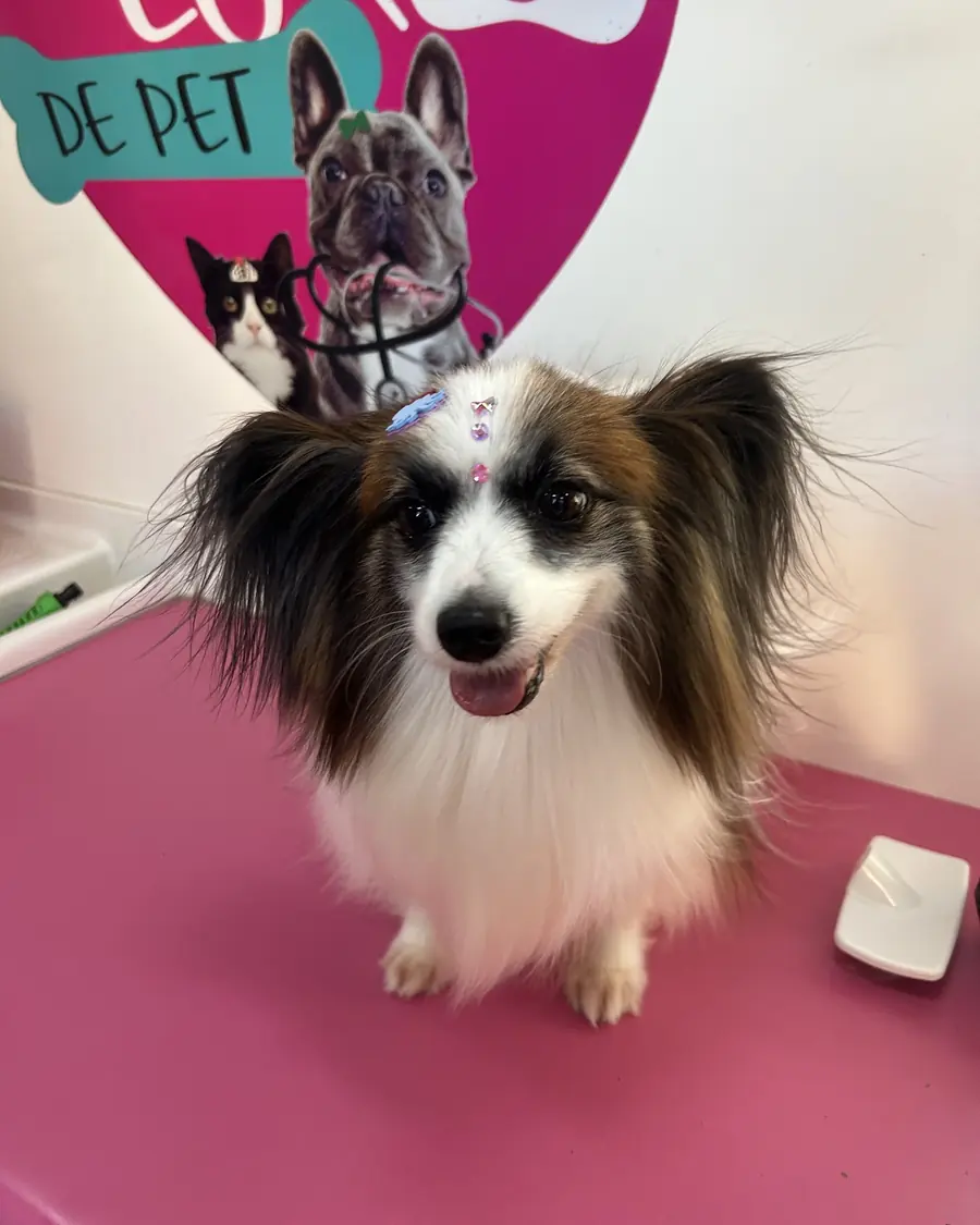 Papillon com presilha e brilhos na cabeça, sobre a mesa de tosa rosa