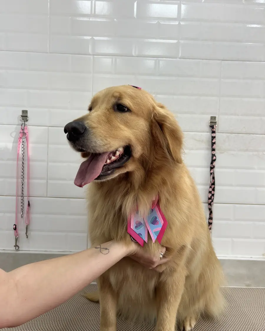 Golden retriever de gravata rosa e azul, recebendo carinho