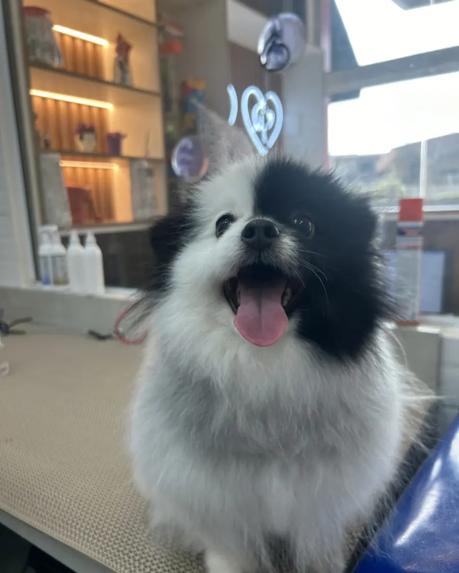 Spitz preto e branco, de pelo escovado, dentro da loja