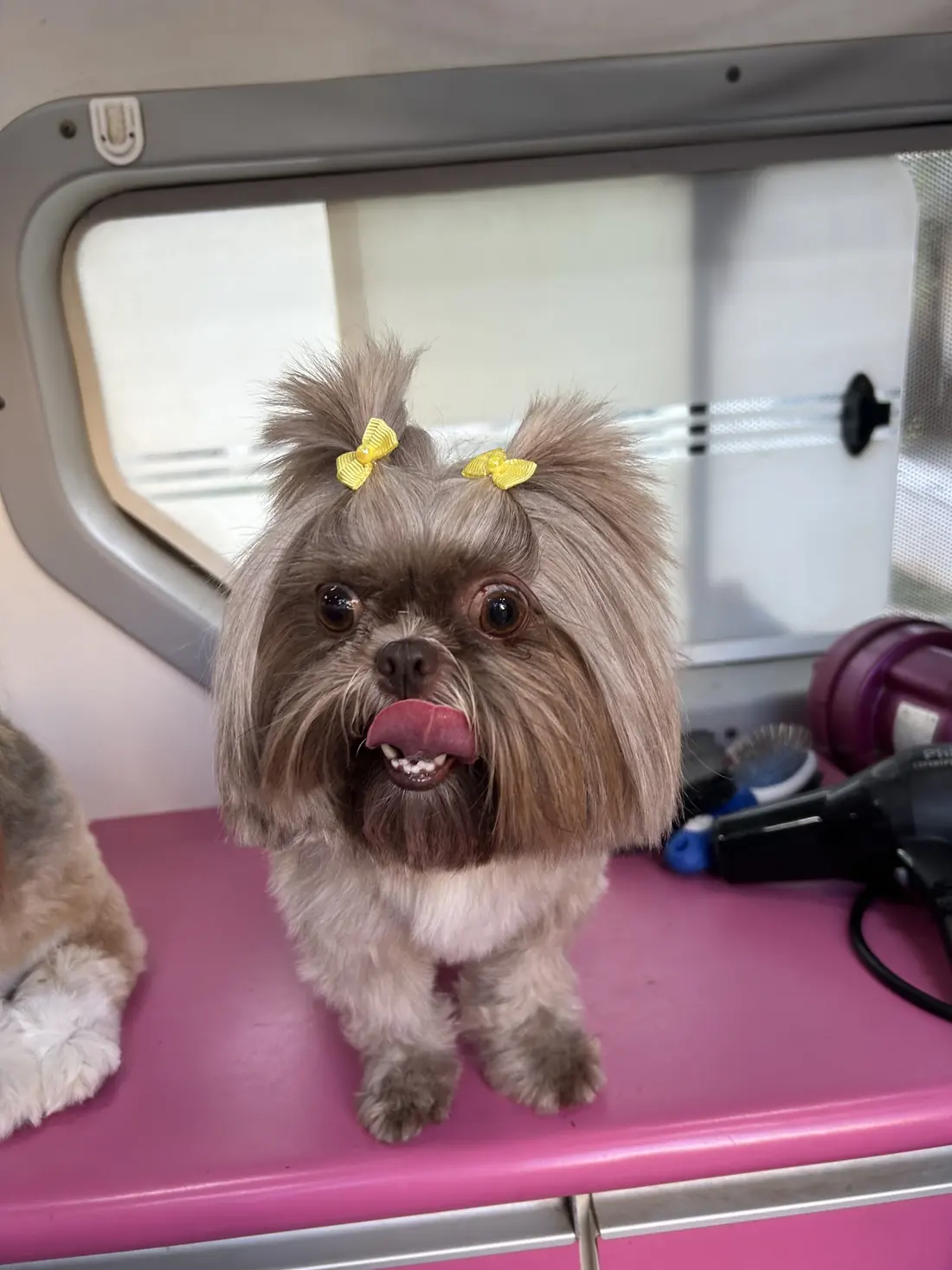 Shih Tzu de lacinhos amarelos, de língua para fora, em frente a uma janela