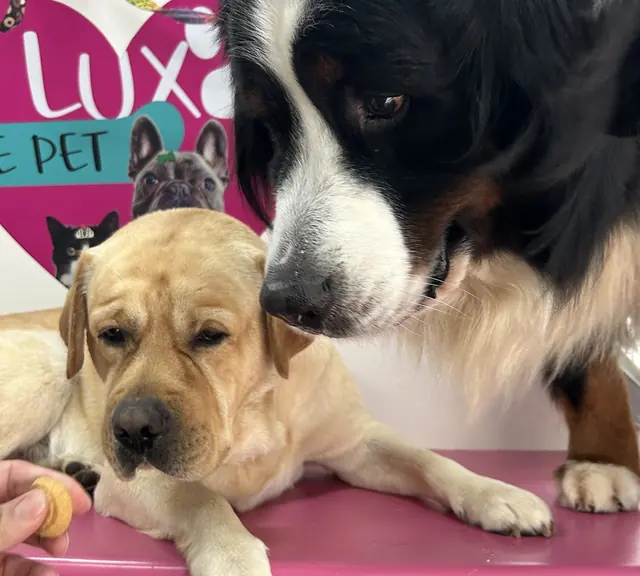 Labrador deitado na mesa de tosa rosa enquanto um Bernese o cheira, com o logo da Luxo de Pet ao fundo