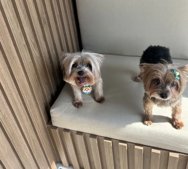 Dois Yorkshires em cima do banco de espera da Luxo de Pet